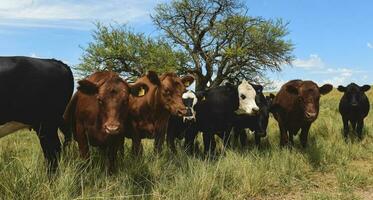 koeien gevoed met gras, pampa's, Patagonië, Argentinië foto