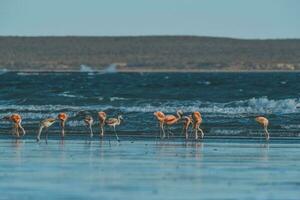 flamingo's voeden Bij laag getij, schiereiland valdes,patagonië, Argentinië foto