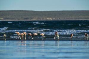 flamingo's voeden Bij laag getij, schiereiland valdes,patagonië, Argentinië foto