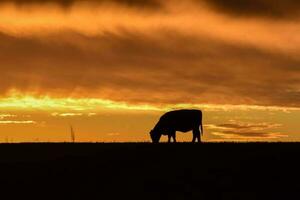 koeien gevoed gras, in platteland, pampa, patagonië, argentinië foto