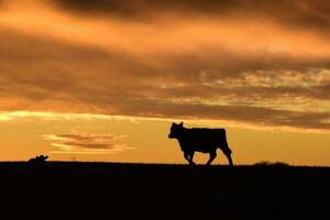 koeien gevoed gras, in platteland, pampa, patagonië, argentinië foto