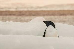 adélie pinguïn, jeugdig Aan ijs, paulet eiland, antarctica foto