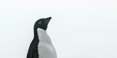 adélie pinguïn, jeugdig Aan ijs, paulet eiland, antarctica foto