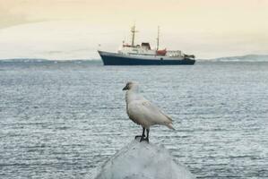 expeditie schip, reis in antarctisch landschap, paulet eiland, in de buurt de antarctisch schiereiland foto