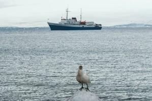 expeditie schip, reis in antarctisch landschap, paulet eiland, in de buurt de antarctisch schiereiland foto