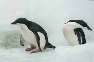 adélie pinguïn, jeugdig Aan ijs, paulet eiland, antarctica foto