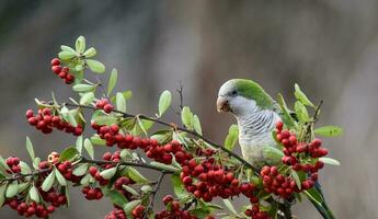 parkiet, voeren Aan wild fruit, la pampa, Patagonië, Argentinië foto