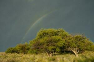 calden Woud landschap, prosopis caldenia planten, la pampa provincie, Patagonië, Argentinië. foto