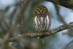 ijzerhoudend pygmee uil, glaucidium Braziliaans, calden Woud, la pampa provincie, Patagonië, Argentinië. foto