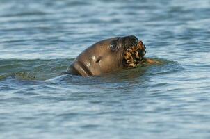 baby zee leeuw, spelen in de strand , Patagonië Argentinië foto