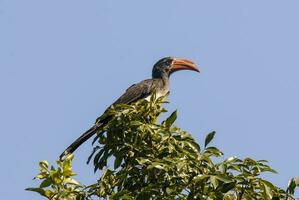 zuidelijk gele gefactureerde neushoornvogel foto