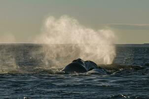walvis ademen, schiereiland valdes,, Patagonië, Argentinië foto