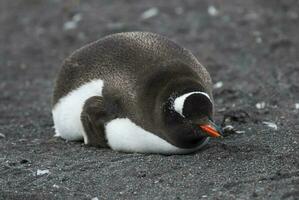 gentoo pinguïn, hannah punt, antartica foto