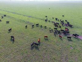 rundvlees productie , natuurlijk gras, pampa, Argentinië foto