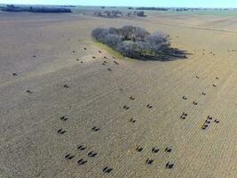 ossen gevoed met natuurlijk gras, pampa, Argentinië foto