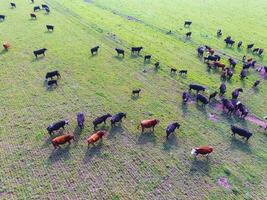 ossen gevoed met natuurlijk gras, pampa, Argentinië foto