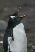 gentoo pinguïn, hannah punt, antartica foto