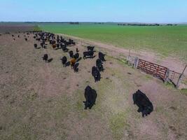 ossen gevoed met natuurlijk gras, pampa, Argentinië foto