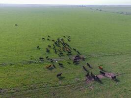 rundvlees productie , natuurlijk gras, pampa, Argentinië foto