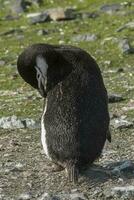 kinband pinguïn, paulet eiland, Antarctica, wetenschappelijk naam, pygoscelis antarctica foto