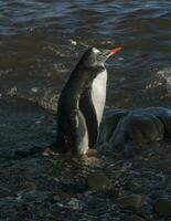 gentoo pinguïn, hannah punt, antartica foto