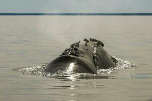 walvis ademen, schiereiland valdes,, Patagonië, Argentinië foto