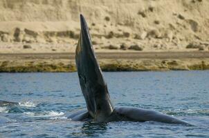 walvis borstvinnen vin in schiereiland valdes,, Patagonië, Argentinië foto