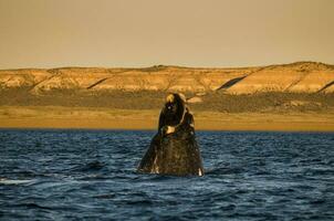 walvis jumping in schiereiland valdes,, Patagonië, Argentinië foto