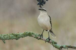 wit gestreept spotlijster, Patagonië, Argentinië foto