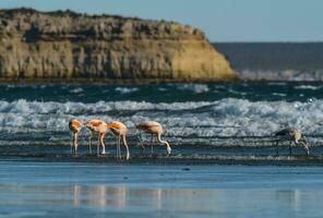 flamingo's voeden Aan de strand, schiereiland valdes, Patagonië foto