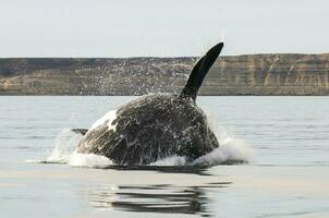 walvis jumping in schiereiland valdes,, Patagonië, Argentinië foto