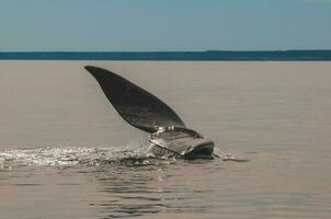 walvis staart in schiereiland valdes,, Patagonië, Argentinië foto