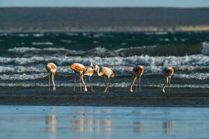 flamingo's voeden Aan de strand, schiereiland valdes, Patagonië foto
