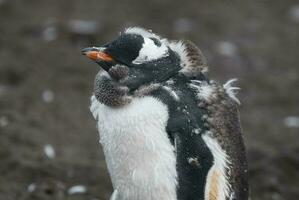 gentoo pinguïn, hannah punt, antartica foto