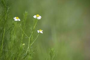 wild bloemen, la pampa. Patagonië, Argentinië foto