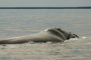 walvis ademen, schiereiland valdes,, Patagonië, Argentinië foto