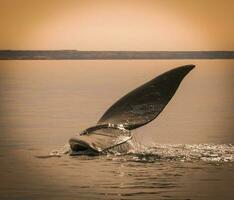 walvis staart in schiereiland valdes,, Patagonië, Argentinië foto