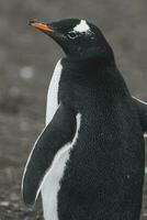 gentoo pinguïn, hannah punt, antartica foto