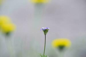 wild bloemen, la pampa. Patagonië, Argentinië foto