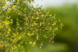 wild bloemen , berberis ruscifolia, in semi woestijnachtig omgeving, calden Woud, la pampa Argentinië foto