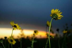 wild bloemen in semi woestijnachtig omgeving, calden Woud, la pampa Argentinië foto