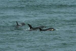orka familie met baby,punta norte natuur reserveren, patagonië, argentinië foto