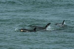 orka familie met baby,punta norte natuur reserveren, patagonië, argentinië foto