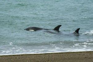 orka familie met baby,punta norte natuur reserveren, patagonië, argentinië foto