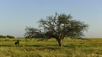 paard en eenzaam boom in pampa landschap foto