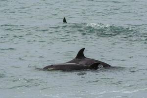 orka familie met baby,punta norte natuur reserveren, patagonië, argentinië foto