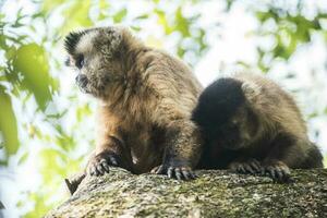 bruin gestreept getuft kapucijner aap, amazone oerwoud, Brazilië foto