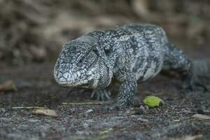 Argentijns zwart en wit tegu hagedis,pantanal,brazilië foto