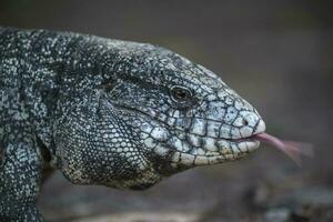 Argentijns zwart en wit tegu hagedis,pantanal,brazilië foto