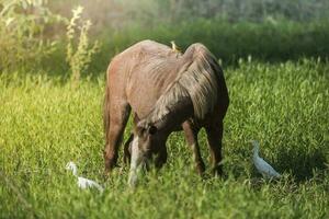 paard en wit reigers, pantanal , Brasil foto